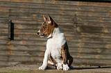 BASENJI 233